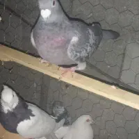 کبوتر پلاکی ،دوکت ، دورگ ،تهرانی ،طوقی
