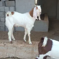 کهره پازن چاق خوب