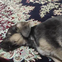 حیوانات|سگ|مشهد, شیرحصار|دیوار