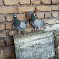 جفت سبز دو خط آلمانی