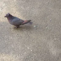 این کفترتهرانی نره