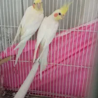 نر ماده عروس هلندی روی تخم