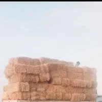 کاه گندم  امسال