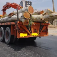 هرس و قطع درخت|خدمات باغبانی و درختکاری|شیراز, شهرک گلستان|دیوار