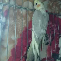 عروس ماده|پرنده|شهریار, شهرک بهاران (ویره)|دیوار