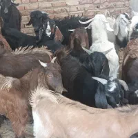 بز و میش زنده‌باسکول کیلویی ۶۵۰هزار