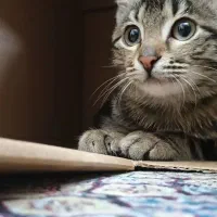 واگذاری گربه