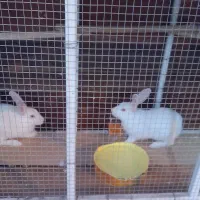 خرگوش هلندی نر و ماده دستی