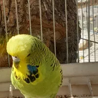 مرغ عشق انگلیسی ماده آماده مست سالم بالغ|پرنده|تهران, خانی آباد نو شمالی|دیوار