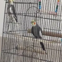 عروس هلندی|پرنده|سبزوار, مدرس|دیوار