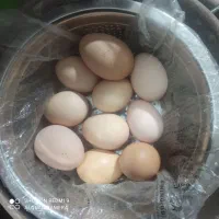 تخم مرغ نطفه داربرهما اصل