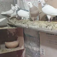 طوقی.یک جا|پرنده|لالجین, |دیوار