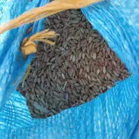 فروش گندم بذر سرداری