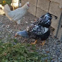 فریح ویاندوت