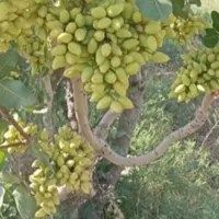 پیوند زنی حرفه ای با20سال سابقه|خدمات باغبانی و درختکاری|سیرجان, |دیوار