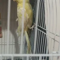 عروس هلندی ماده|پرنده|مشهد, ابوذر|دیوار