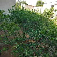 فروش-منزل-کلنگی