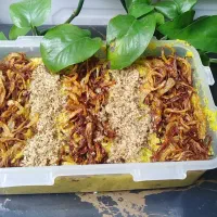 دلت غذا خونگی میخواد|خوردنی و آشامیدنی|قم, چهار مردان|دیوار