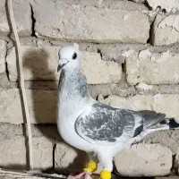 شامی کاکلی کرمانی