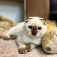 اسکاتیش دبلفولد ماده|گربه|محمدشهر, محمدشهر|دیوار