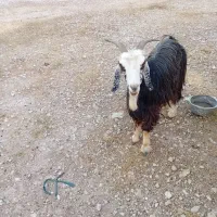 فروش بزماده ۱۷ملیون
