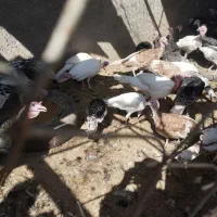 سی عدد بوقلمون جوان و زیبا