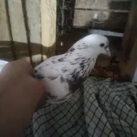 کفتر نر پرشی به شرط|حیوانات|نظرآباد, نظرآباد|دیوار