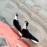 مفلق سیاه پشت
