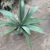 آلوورا ، آگاو|گل و گیاه طبیعی|اهواز, ۲۰۰دستگاه|دیوار