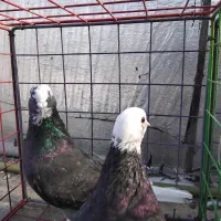 کبوتر|پرنده|فاضل آباد, |دیوار