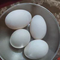 اردک|حیوانات مزرعه|مسجد سلیمان, |دیوار