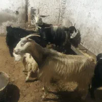 بز دورگه سالم