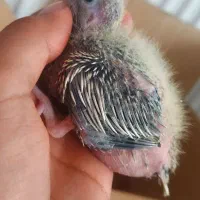 جوجه عروس سرلاکی|پرنده|شهرکرد, |دیوار