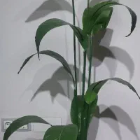 درختچه مصنوعی|گل مصنوعی|کوهدشت, |دیوار