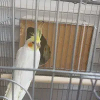 حیوانات  مزرعه