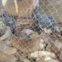 بوقلمون نر ماده