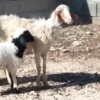 یک بره وبچه اش و یک قوچ چاق وچله