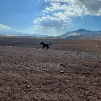 کره ماده مدرک دار عرب
