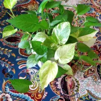 گل پتوس|گل و گیاه طبیعی|محمدیه-قزوین, |دیوار