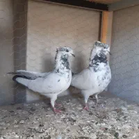 کفتر غریب گیری امروز عطیغه