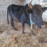 گاو شیرده هم آبستن ۳ماه