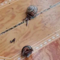 حیوان خانگی