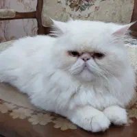 گربه نر برای جفت گیری