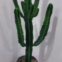 گل گیاه اپارتمانی کاکتوس