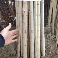 صنوبر نگرای ترکیه وکبوده و پالونیا|خدمات باغبانی و درختکاری|اراک, |دیوار