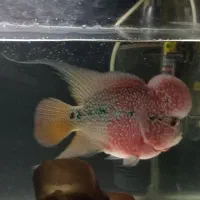 فلاور رد دراگون