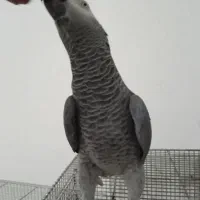 جوجه کاسکو سرلاکی و نرمه خور و کاسکو جمله گو