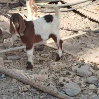 حیوانات مزرعه|حیوانات مزرعه|خرمشهر, |دیوار