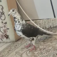 گوره سیاه  ماده