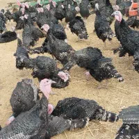 بوقلمون برنز 181عدد